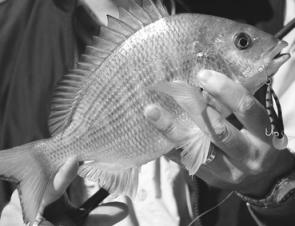 A very healthy bream taken from Pittwater on one of the diving minnows the author prefers.